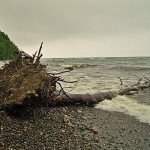 abgestürzter Baum Kreideküste Rügen